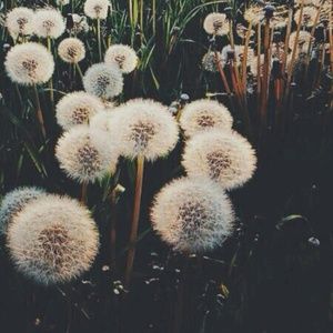 Meet your Posher, Dayna